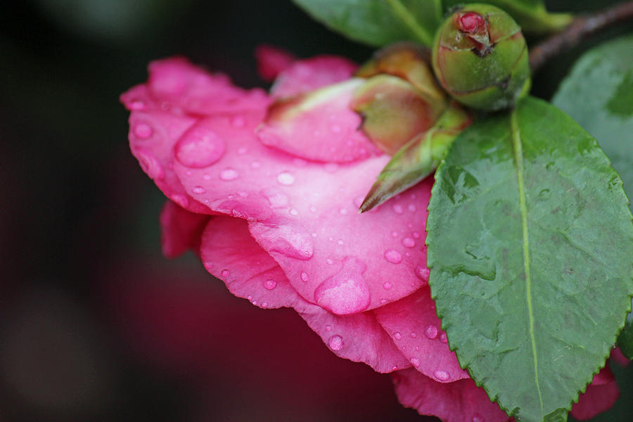Nature Photograph - Camellia #2 by Christy Cox