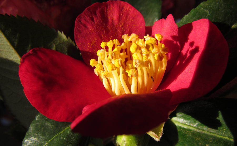 Camellia Flower Photograph by Joyce Woodhouse