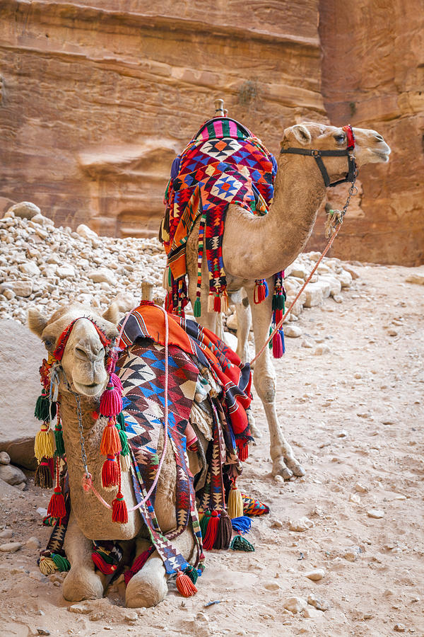 Camels in Petra Photograph by Alexey Stiop