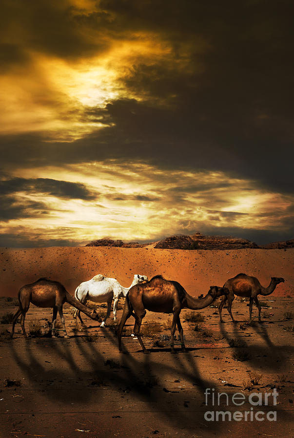 Camels #1 Photograph by Jelena Jovanovic