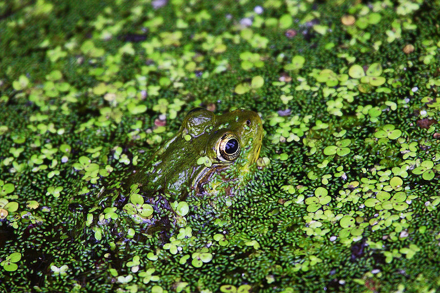 Nature Photograph - Camo Frog by Dawn J Benko