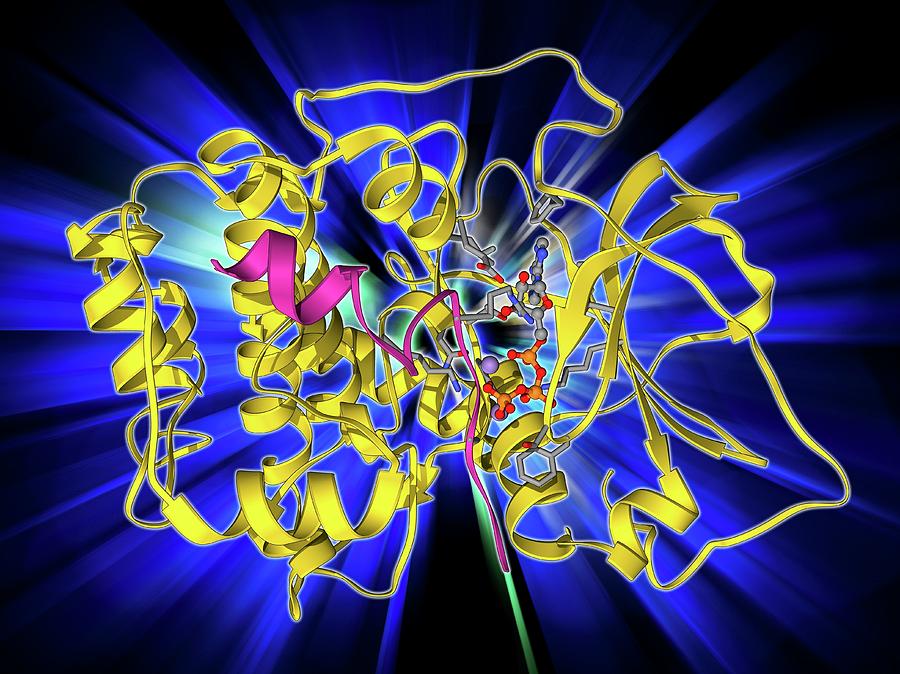 Camp-dependent Protein Kinase Molecule #1 Photograph by Laguna Design