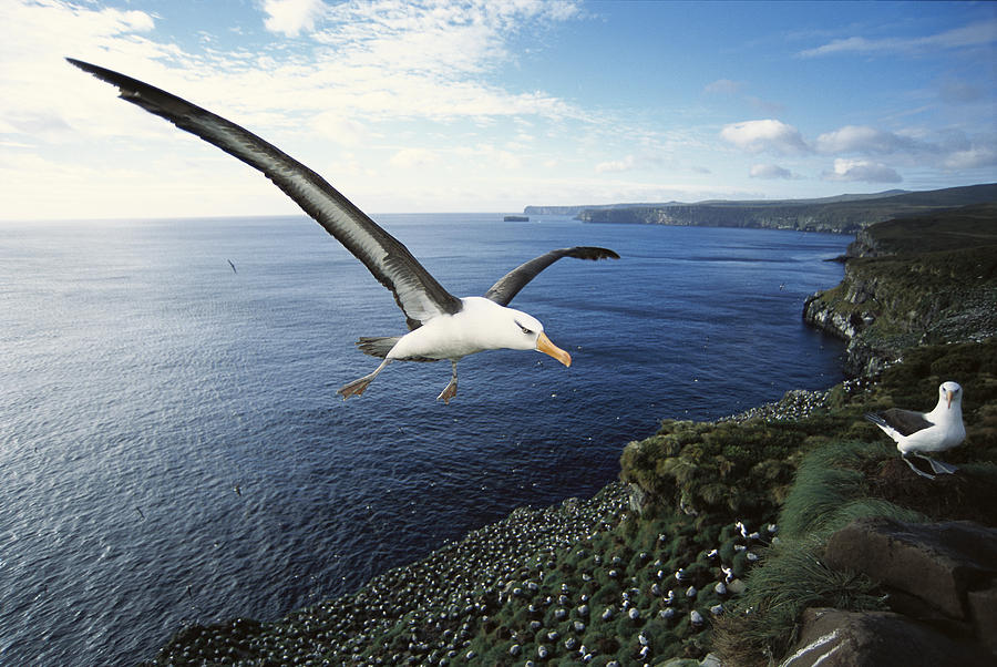 Campbell Albatross Coming In To Land #1 Photograph by Tui De Roy