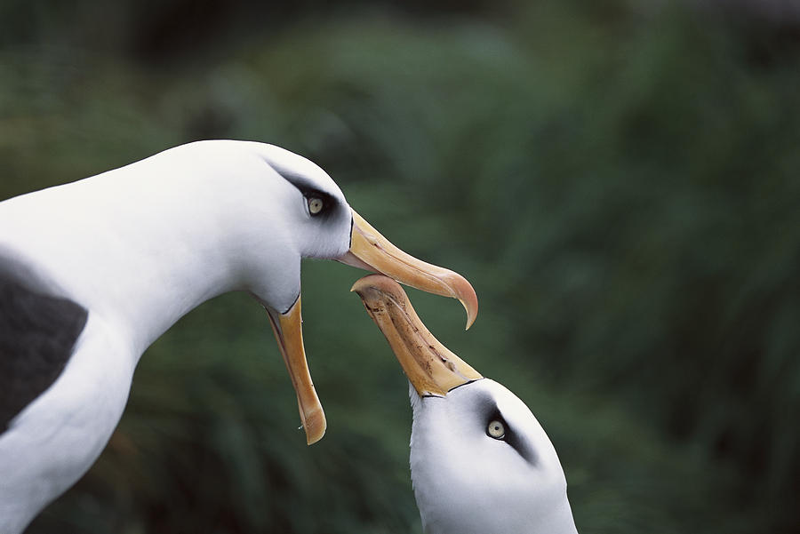 Campbell Albatross Courtship Dance #1 Photograph by Tui De Roy