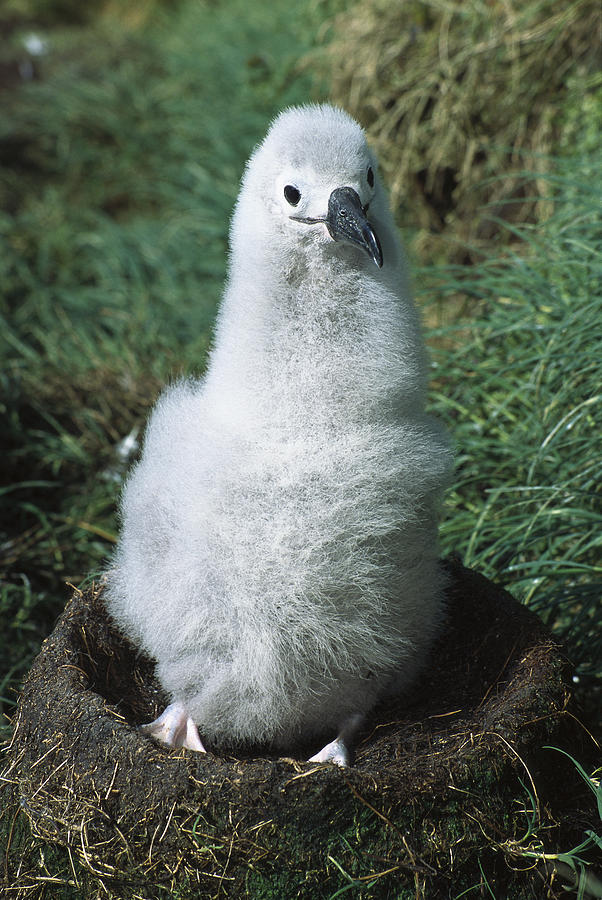 Campbell Albatross Young Chick Campbell #1 Photograph by Tui De Roy