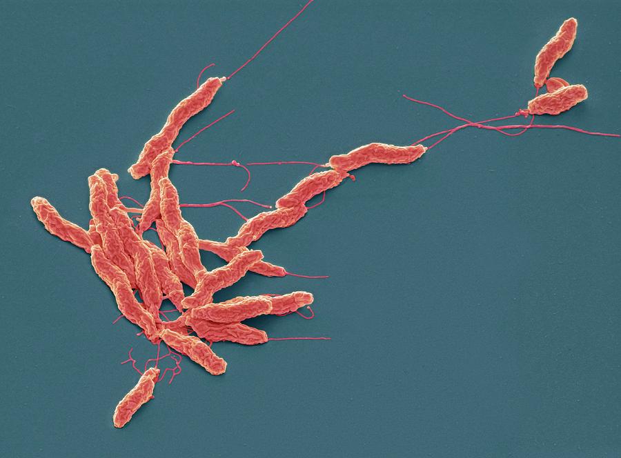 Bacteria Photograph - Campylobacter Jejuni Bacteria #1 by Steve Gschmeissner
