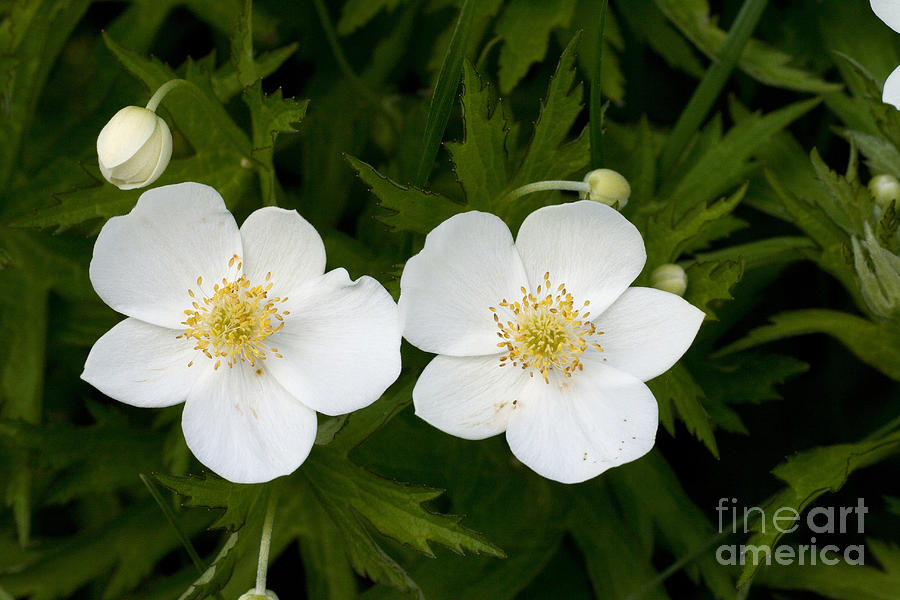 Canada Anemone #1 Photograph by Linda Freshwaters Arndt