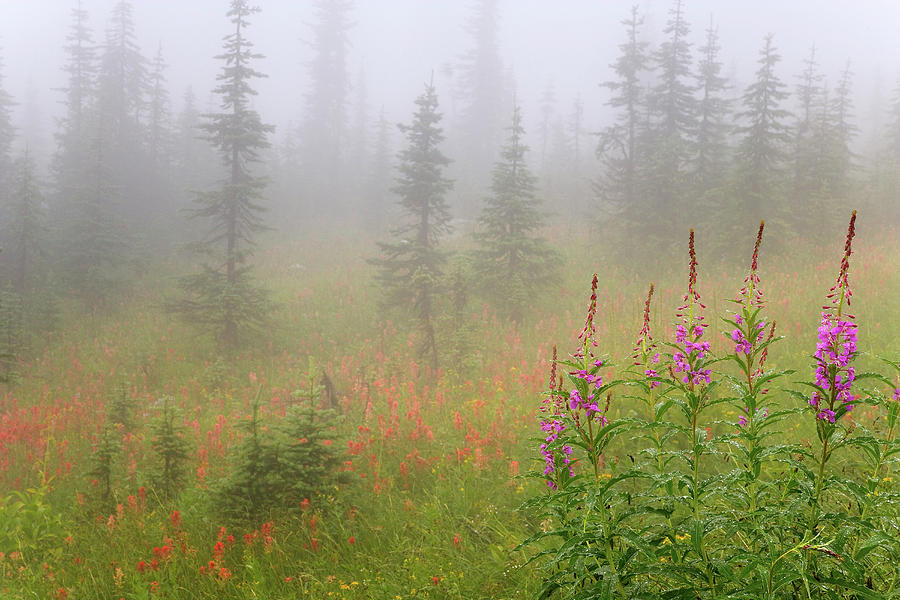 Flowers Still Life Photograph - Canada, British Columbia, Revelstoke #1 by Jaynes Gallery