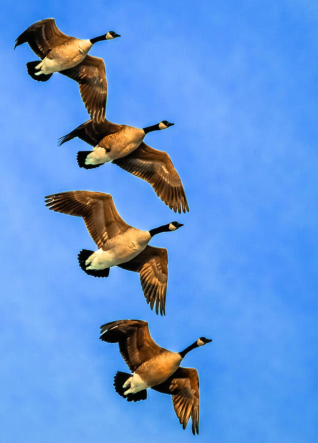 Canada Geese #12 Photograph by Brian Stevens