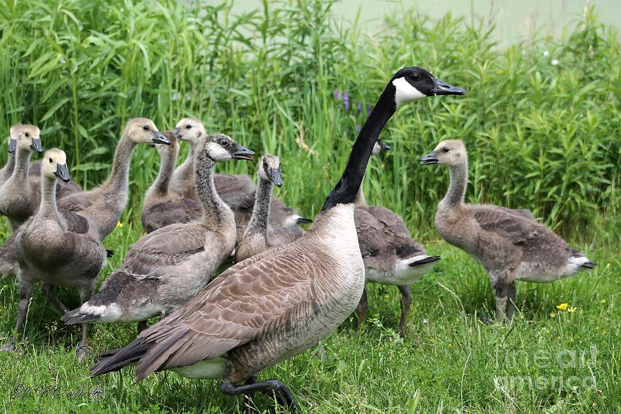 Canada Geese #1 Photograph by J McCombie