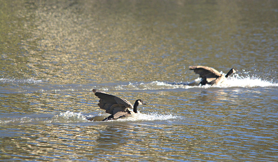 Canada Geese Landing Photograph