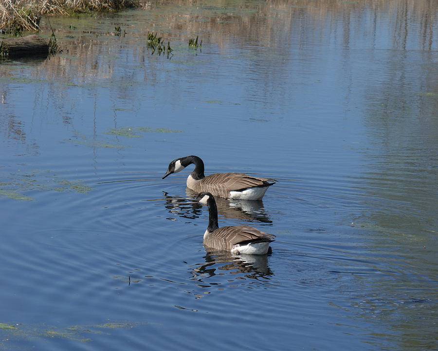 Canada Geese Out For An Afternoon Swim #1 Photograph by Janice Adomeit