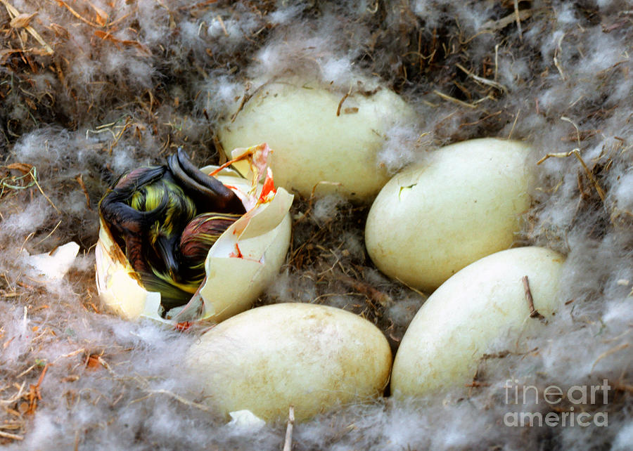 Nature Photograph - Canada Goose Eggs #1 by Millard H. Sharp
