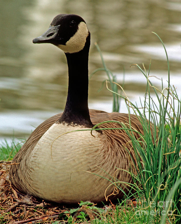 Nature Photograph - Canada Goose #1 by Millard H. Sharp