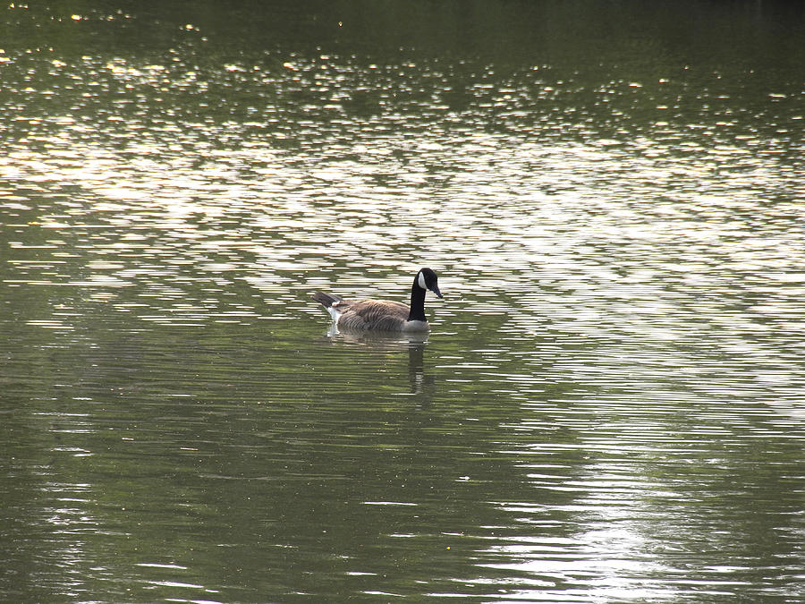 Canada Goose on Pond #1 Photograph by Corinne Elizabeth Cowherd