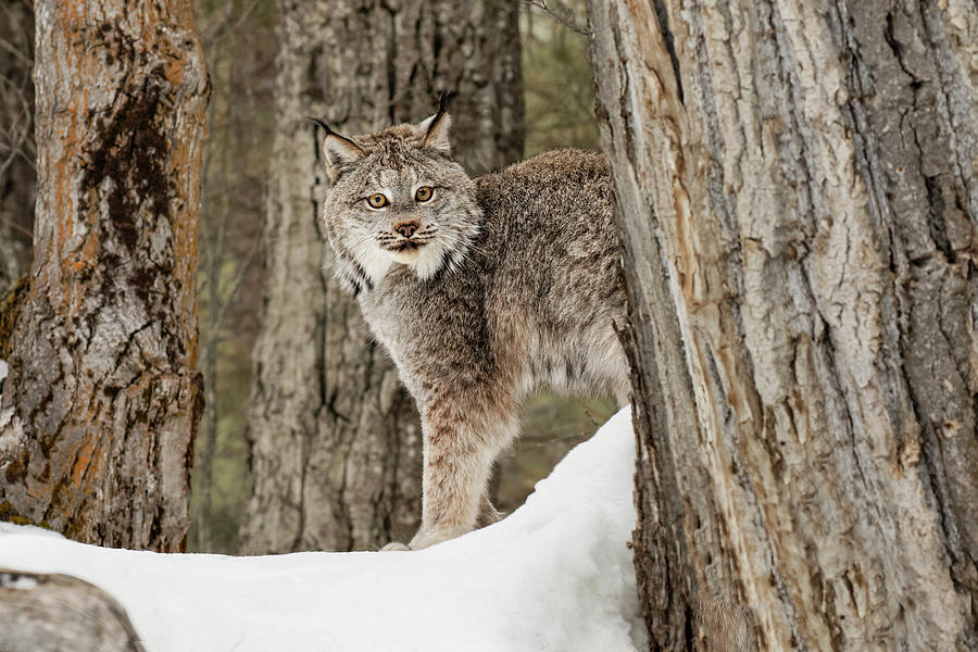 Canada Lynx In Winter Montana Photograph By Adam Jones Fine Art America