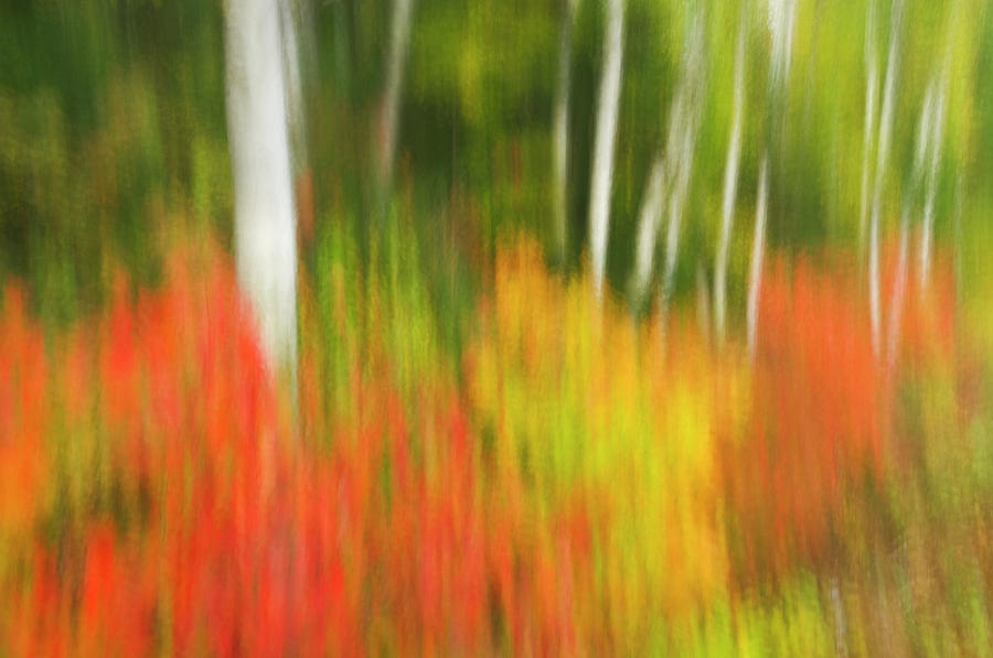 Abstract Photograph - Canada, Ontario, Algonquin Provincial #1 by Jaynes Gallery