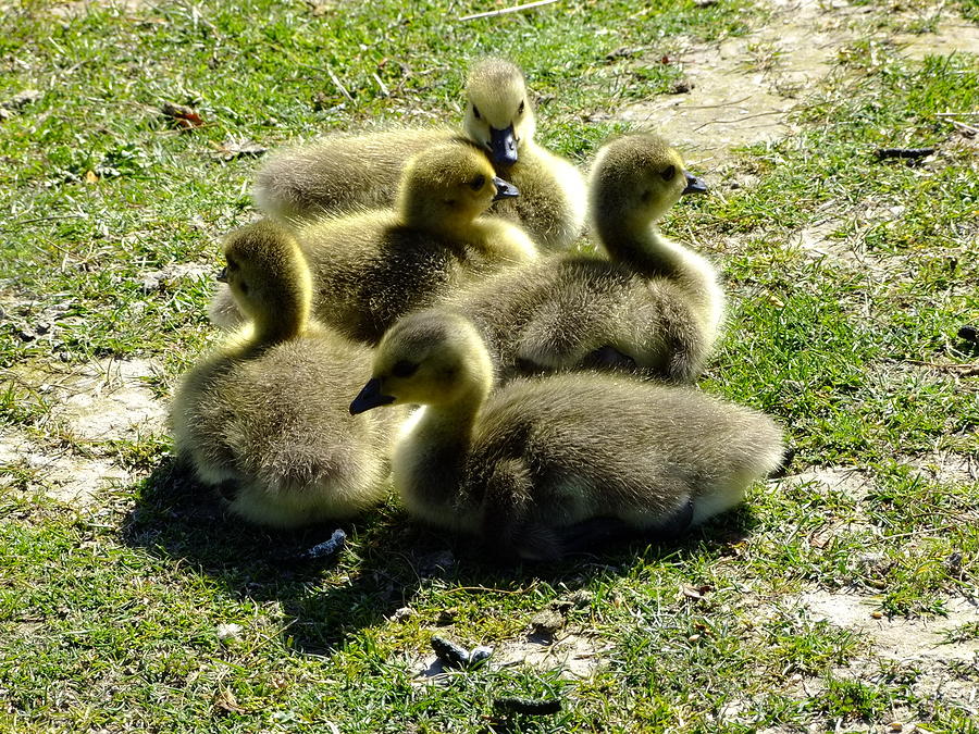 Canadian geese goslings #1 Photograph by Will LaVigne