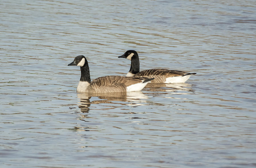 Canada Geese Photograph by Holden The Moment