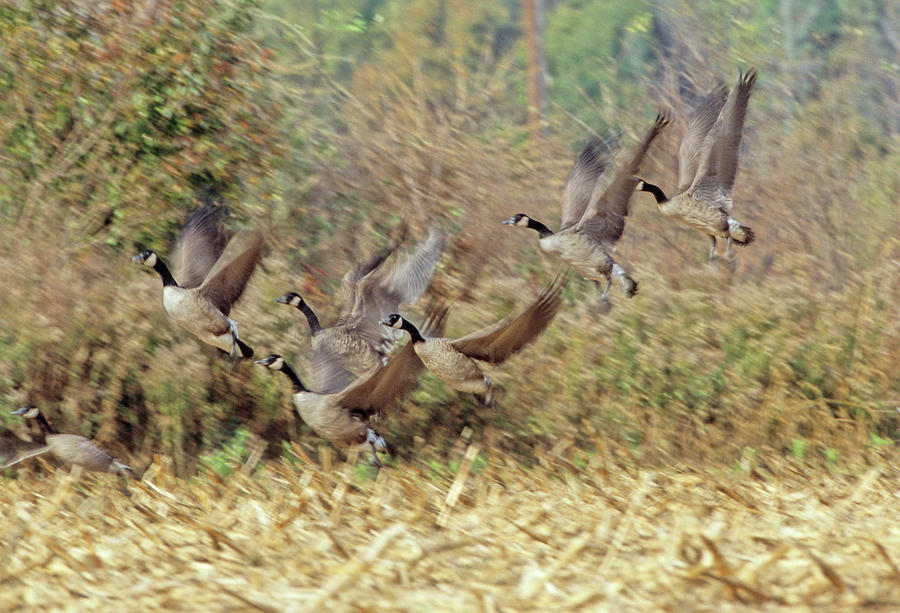 Bird Photograph - Canadian Geese #1 by Peter Essick