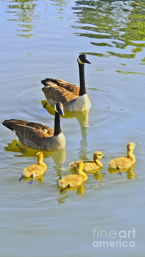 Canadian Goose Family Photograph by Barbara Dean