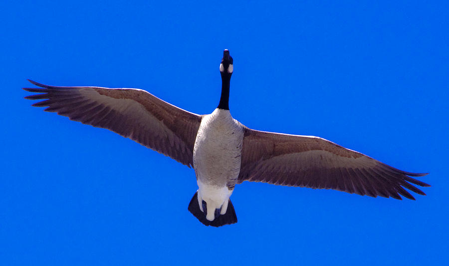Canadian Goose #1 Photograph by Steven Natanson