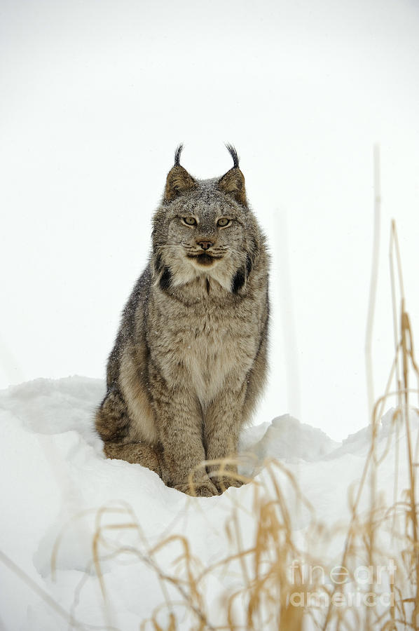 Nature Photograph - Canadian Lynx #1 by John Shaw
