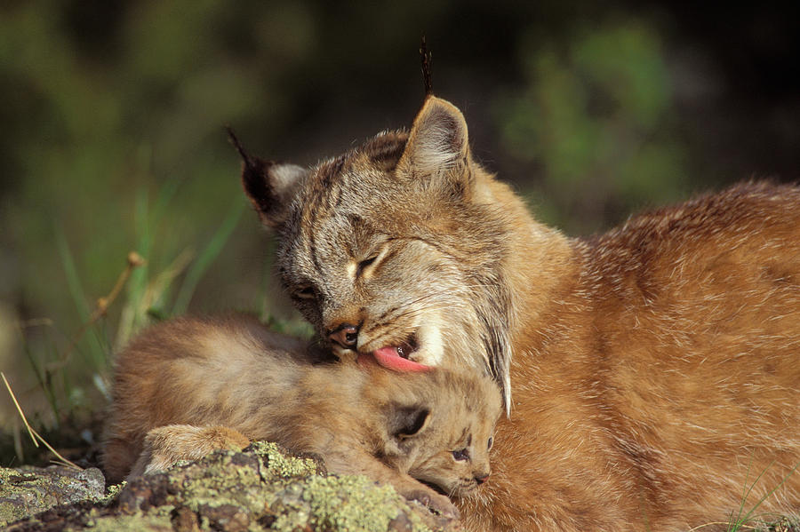 Canadian Lynx Kitten #1 Photograph by Thomas And Pat Leeson