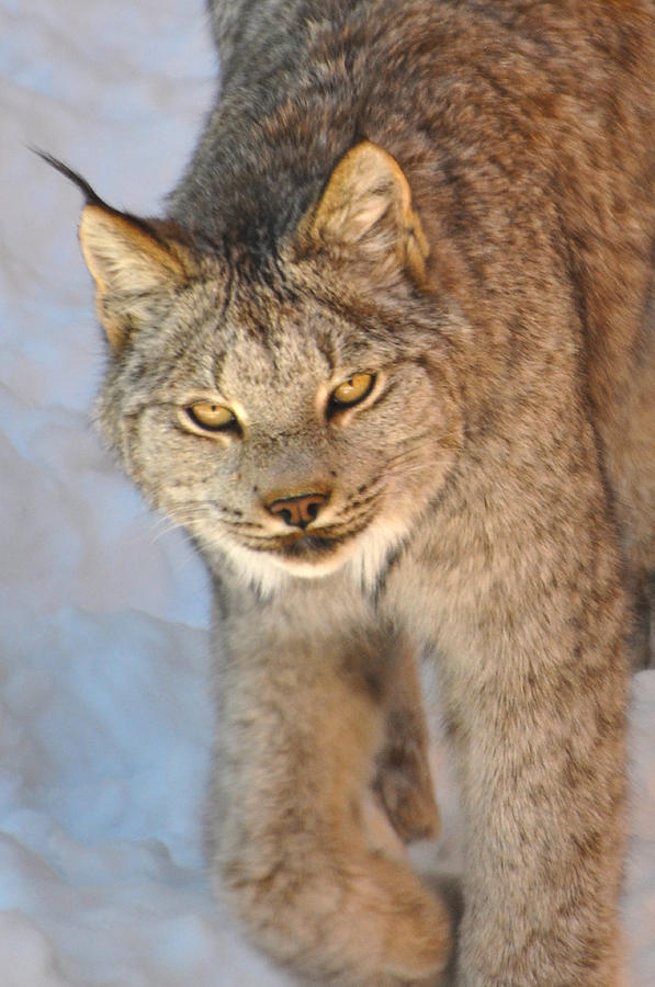 Canadian Lynx Photograph by Pamela Schreckengost | Pixels