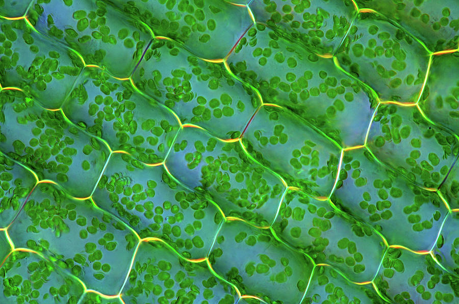 Canadian Pondweed #1 Photograph by Marek Mis/science Photo Library