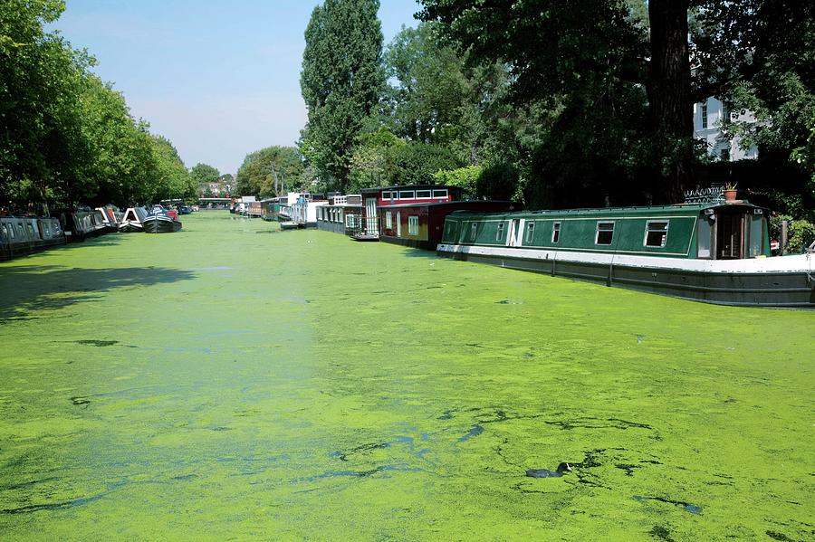 Canal With Duckweed Bloom #1 Photograph by Mark Thomas/science Photo Library