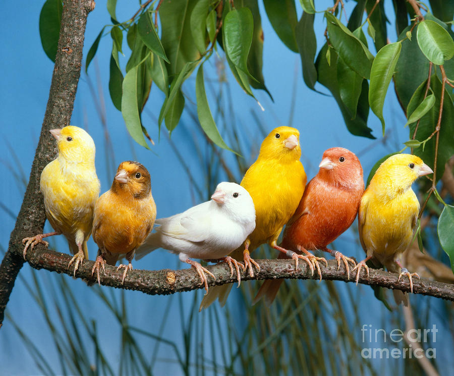 Bird Photograph - Canaries #1 by Hans Reinhard