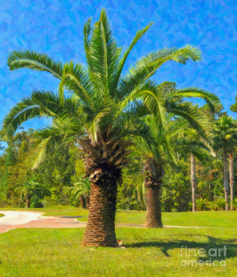 Canary Island Palms Photograph