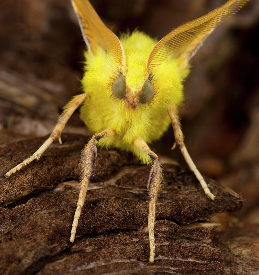 Canary-shouldered Thorn Moth Photograph by Nigel Downer | Fine Art America