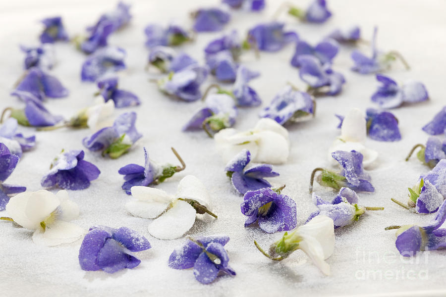 Candied violets 1 Photograph by Elena Elisseeva