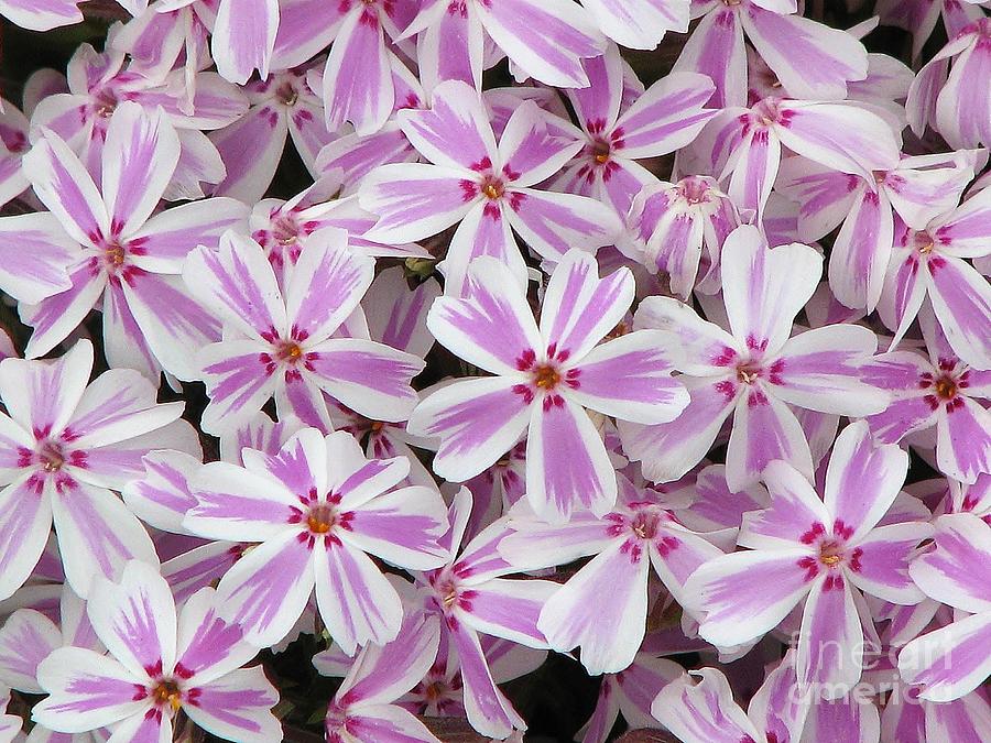 Creeping Phlox Photograph - Candy Stripe Phlox #1 by Michele Penner