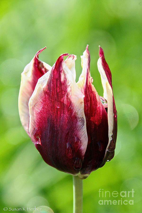 Nature Photograph - Candy Tulip #1 by Susan Herber