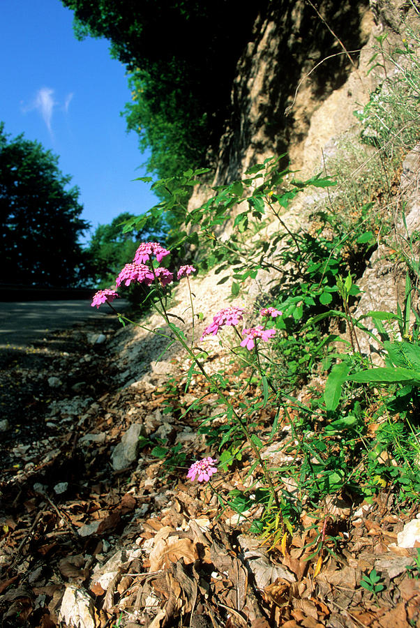 Candytuft (iberis Umbellata) #1 Photograph by Science Photo Library Candytuft (iberis Umbellata) #1 Photograph by Science Photo Library