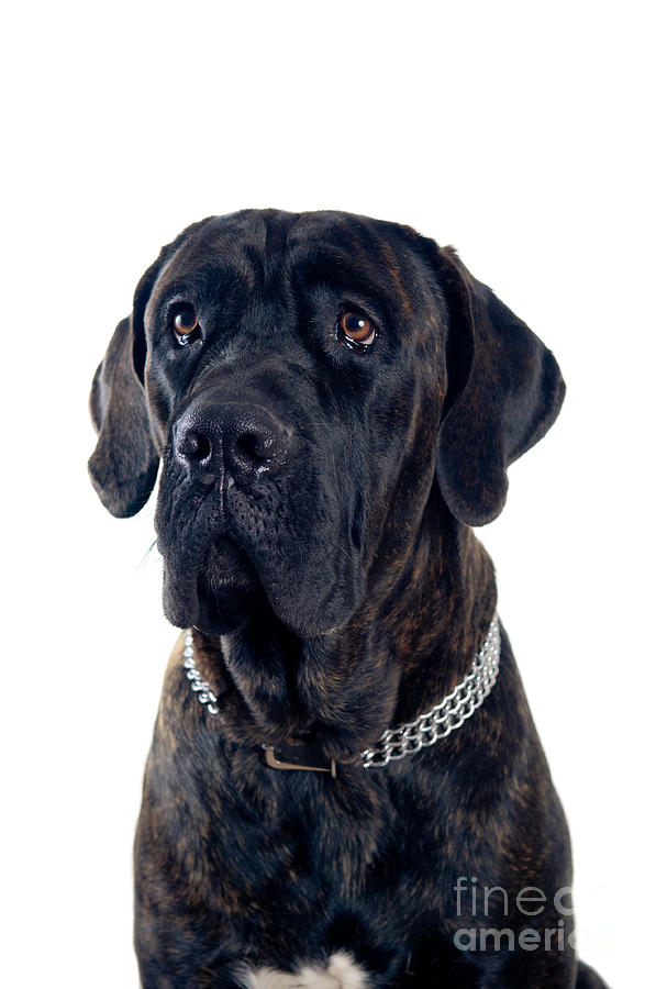 Animal Photograph - Cane-corso Dog Portrait by Viktor Pravdica Animal Photograph - Cane-corso Dog Portrait by Viktor Pravdica