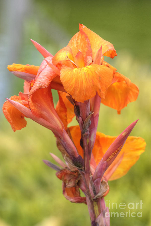 Canna Flower #1 Photograph by David Birchall