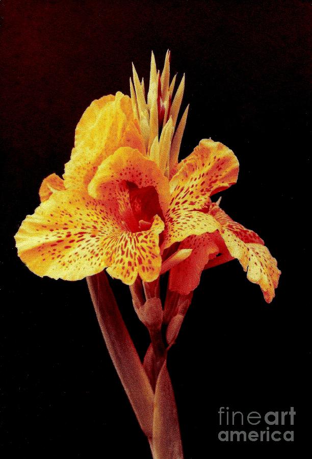 Canna Lilly In New Orleans Photograph by Michael Hoard
