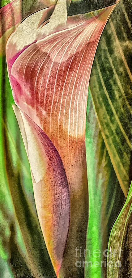 Canna Lily #1 Photograph by Barry Weiss