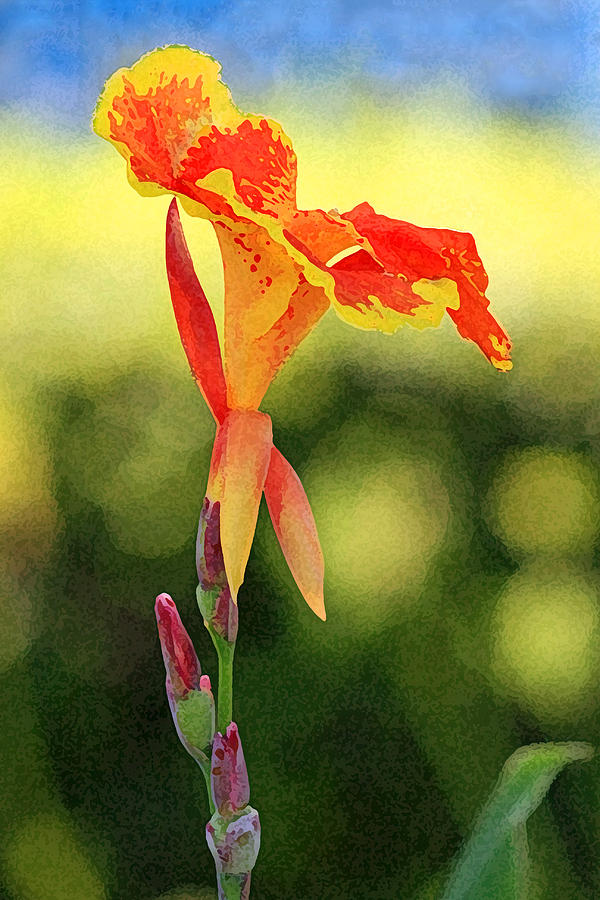Canna Lily #2 Photograph by Karen Adams