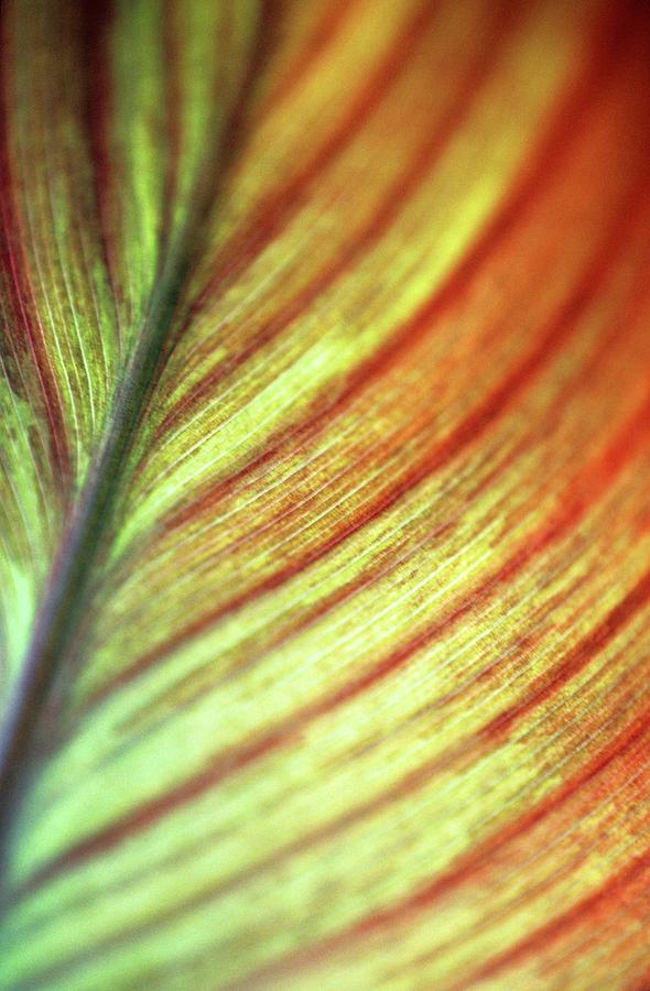 Lily Photograph - Canna Lily Leaf (canna Sp.) #1 by Stephen Harley-sloman/science Photo Library