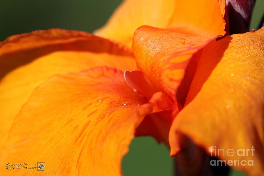 Lily Photograph - Canna Lily named Wyoming #1 by J McCombie