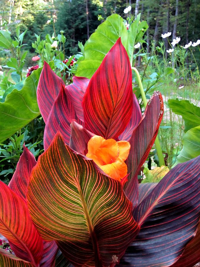 Lily Photograph - Canna Lily Stripes #2 by MTBobbins Photography