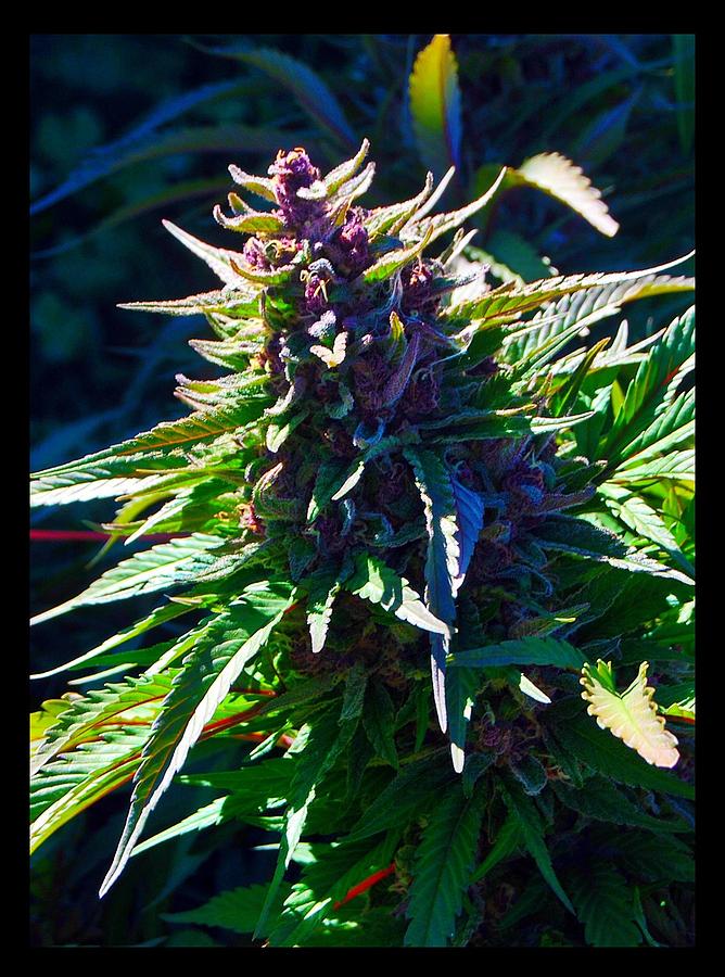 Cannabis Bud Photograph by Anthony Gregory - Fine Art America