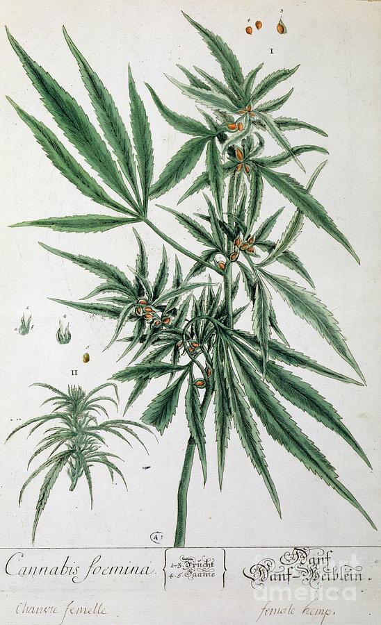 Flower Painting - Cannabis  by Elizabeth Blackwell
