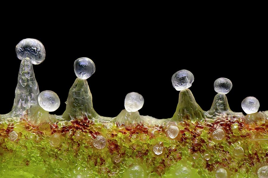Nature Photograph - Cannabis Trichomes #1 by Antonio Romero