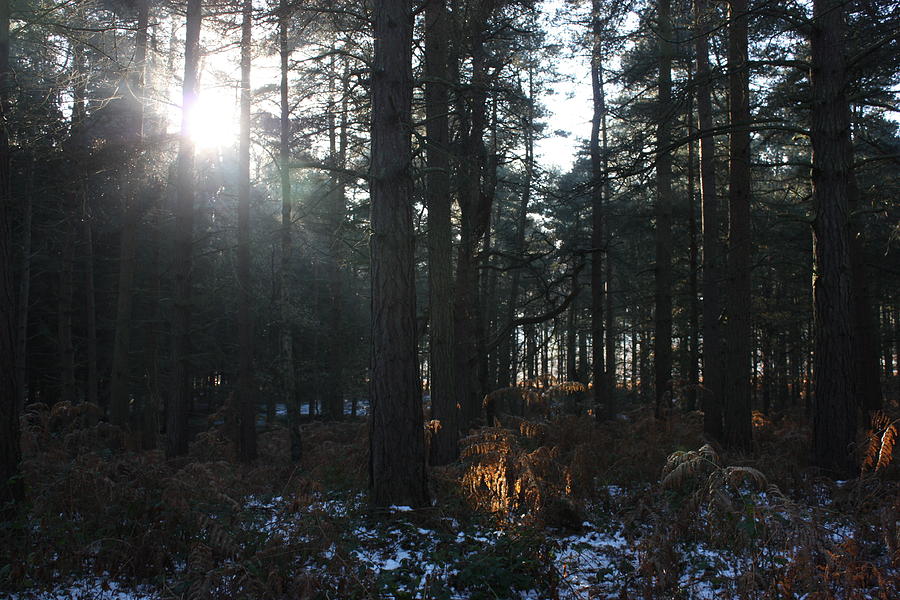 Cannock Chase Photograph by Jean Walker